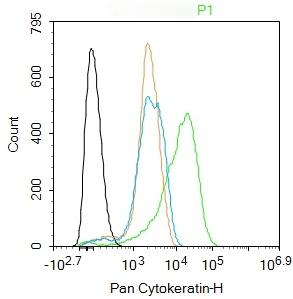 Anti-Pan Cytokeratin Polyclonal Antibody 2