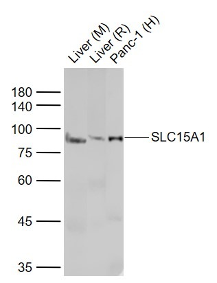 Anti-PEPT1 Polyclonal Antibody