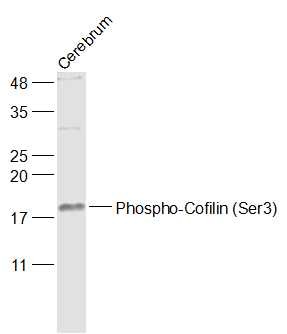 Anti-Phospho-Cofilin (Ser3) Polyclonal Antibody