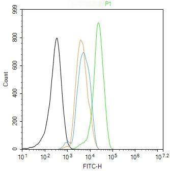 Anti-PDK1 Polyclonal Antibody