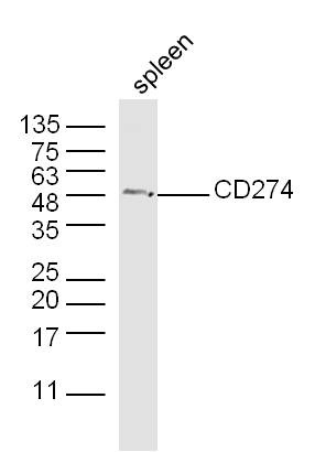 Anti-PD-L1 Polyclonal Antibody 2
