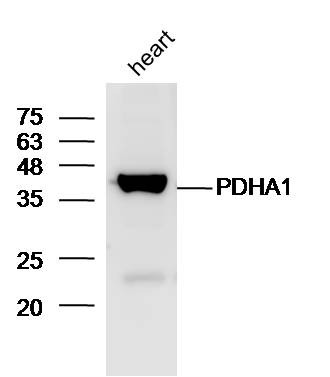 Anti-PDHA1 Polyclonal Antibody