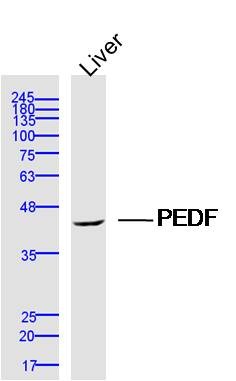 Anti-PEDF Polyclonal Antibody
