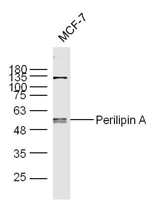 Anti-Perilipin A Polyclonal Antibody