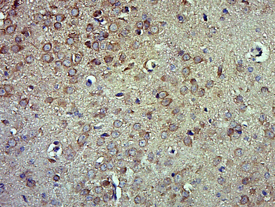 Anti-PEDF Polyclonal Antibody