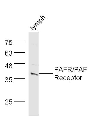 Anti-PAFR/PAF Receptor Polyclonal Antibody