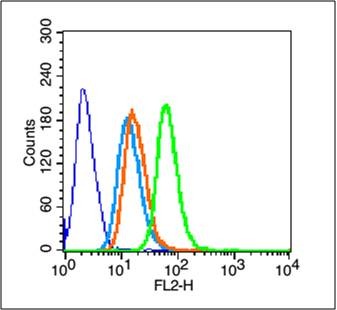 Anti-Pan Cytokeratin Polyclonal Antibody 2