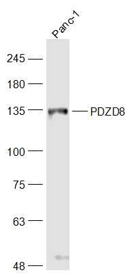 Anti-PDZD8 Polyclonal Antibody