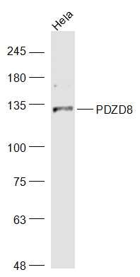 Anti-PDZD8 Polyclonal Antibody