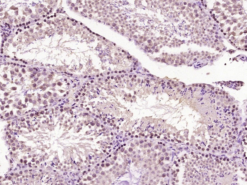 Anti-PER1 Polyclonal Antibody