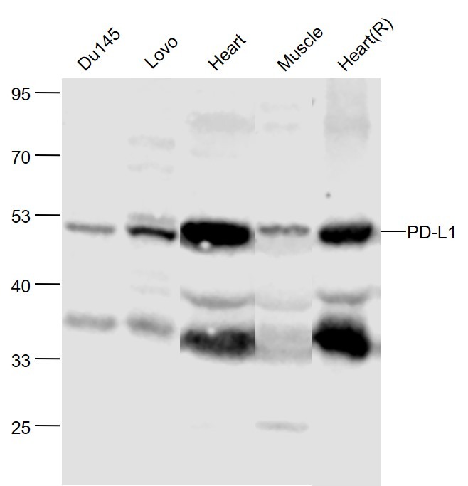 Anti-PD-L1 Polyclonal Antibody