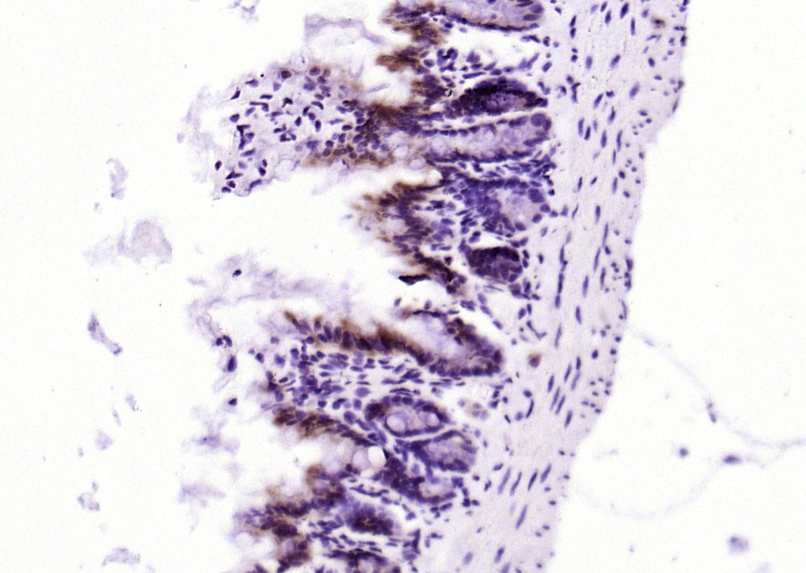 Anti-PEPT1 Polyclonal Antibody