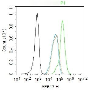Anti-PARP1 Polyclonal Antibody
