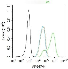 Anti-PARP1 Polyclonal Antibody 2