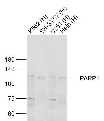 Anti-PARP1 Polyclonal Antibody