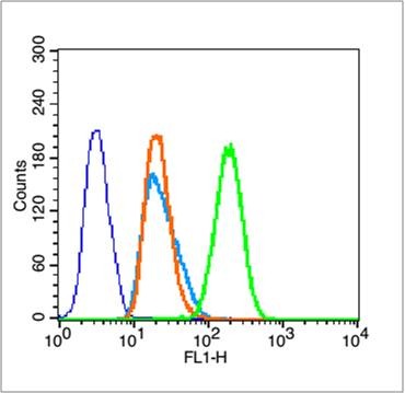 Anti-Phospho-Beta-Catenin (Ser33, 37) Polyclonal Antibody