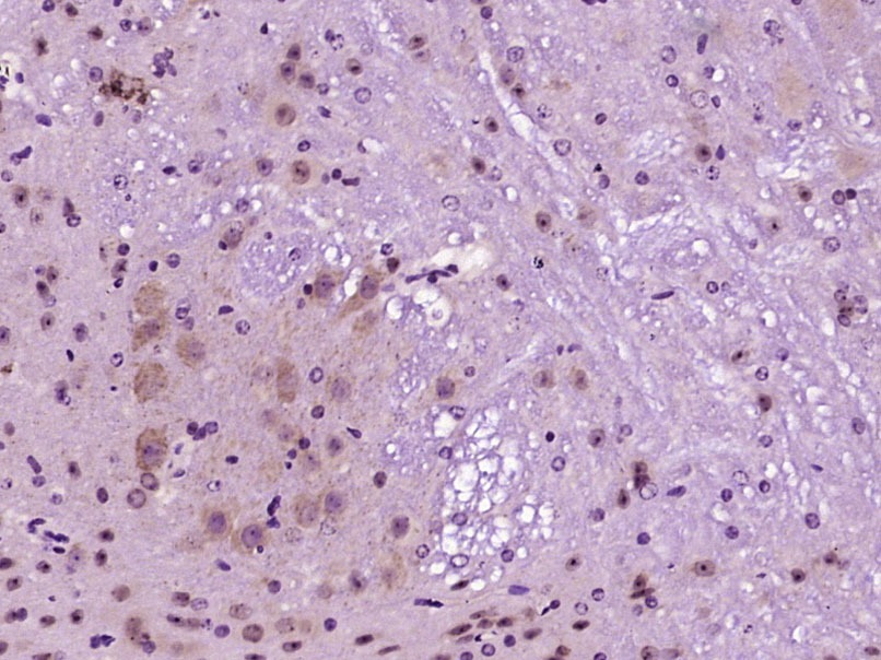 Anti-OX1R/OX2R Polyclonal Antibody