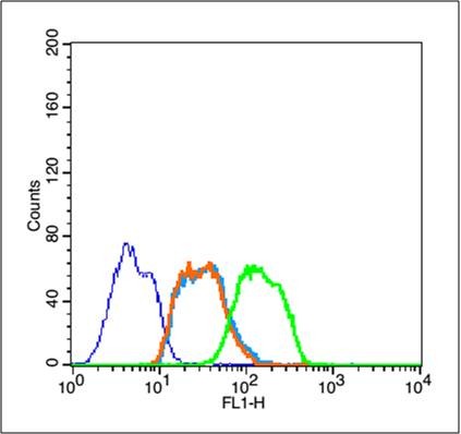 Anti-Phospho-IkB alpha/NFKBIA (Tyr305) Polyclonal Antibody