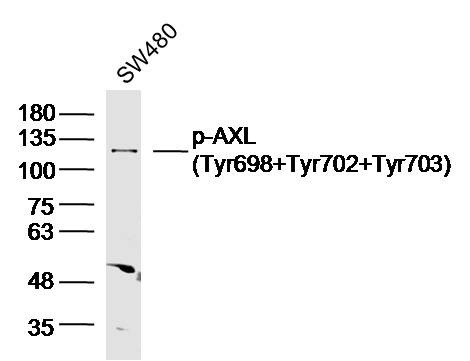 Anti-Phospho-AXL (Tyr698, 702, 703) Polyclonal Antibody