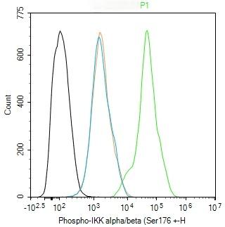 Anti-Phospho-IKBKA/IKBKB (Ser176, 180) Polyclonal Antibody