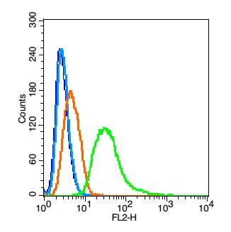 Anti-Phospho-ASK1 (Thr845) Polyclonal Antibody
