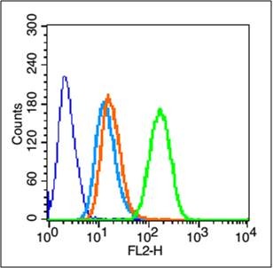 Anti-Phospho-IkB alpha/NFKBIA (Tyr42) Polyclonal Antibody