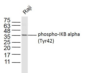 Anti-Phospho-IkB alpha/NFKBIA (Tyr42) Polyclonal Antibody