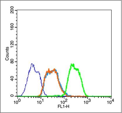 Anti-Phospho-IkB alpha/NFKBIA (Tyr42) Polyclonal Antibody