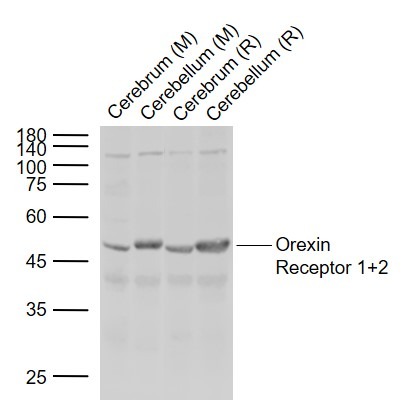 Anti-OX1R/OX2R Polyclonal Antibody