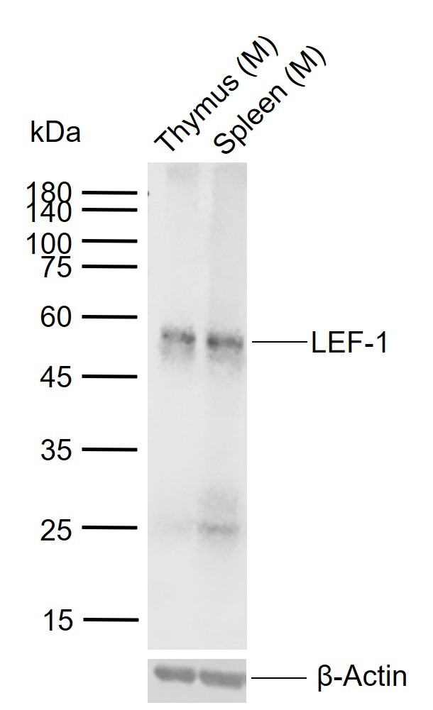 Anti-LEF1 Polyclonal Antibody