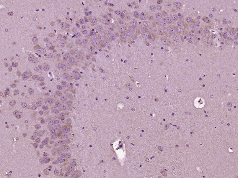 Anti-MAP2 Polyclonal Antibody