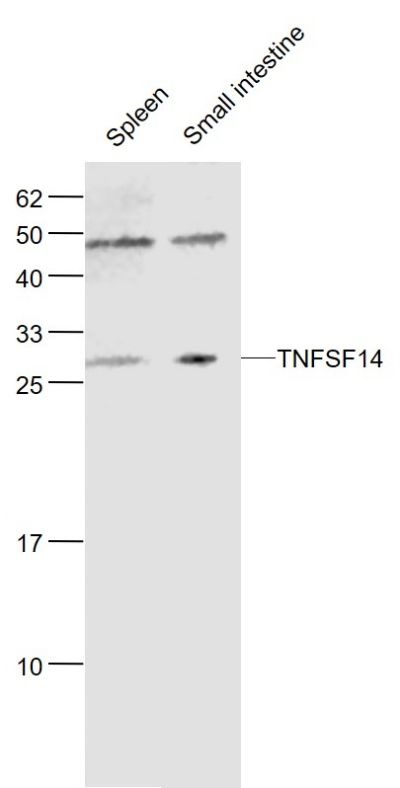 Anti-LIGHT/TNFSF14 Polyclonal Antibody