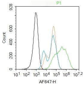 Anti-LDLR Polyclonal Antibody