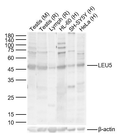 Anti-LEU5 Polyclonal Antibody