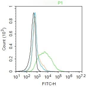 Anti-Leptin Receptor Polyclonal Antibody