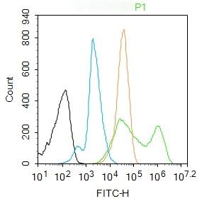 Anti-MAPK14 Polyclonal Antibody