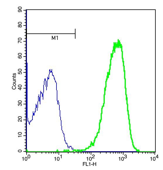 Anti-Leptin Receptor Polyclonal Antibody