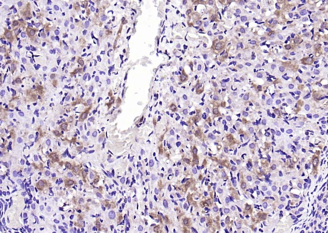 Anti-Leptin Polyclonal Antibody