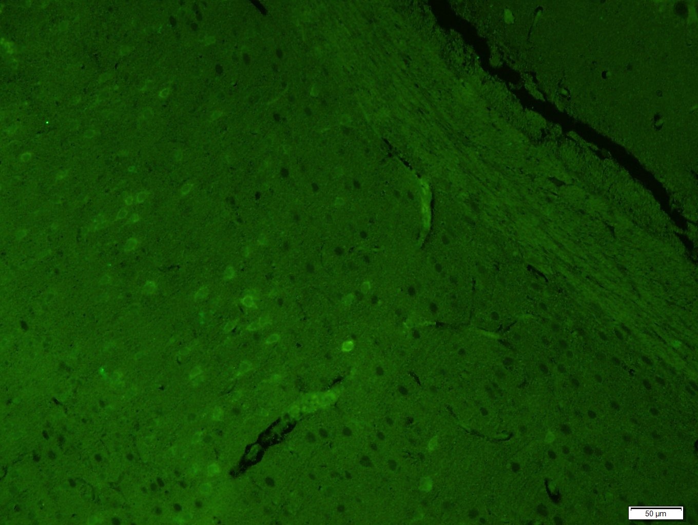 Anti-MAP2 Polyclonal Antibody