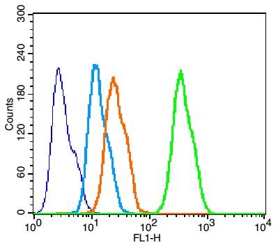 Anti-MAPK14 Polyclonal Antibody