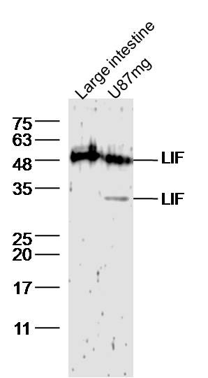 Anti-LIF Polyclonal Antibody