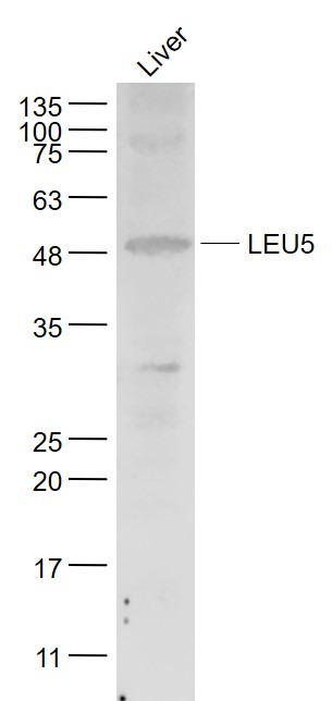 Anti-LEU5 Polyclonal Antibody