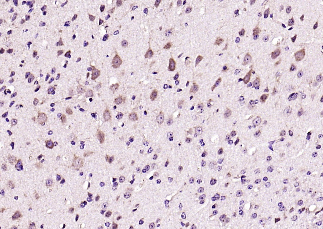 Anti-Leptin Polyclonal Antibody