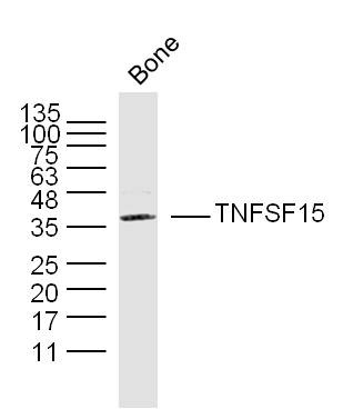 Anti-TL1A/TNFSF15 Polyclonal Antibody