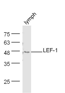 Anti-LEF1 Polyclonal Antibody