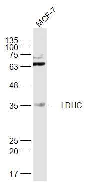 Anti-LDHC Polyclonal Antibody