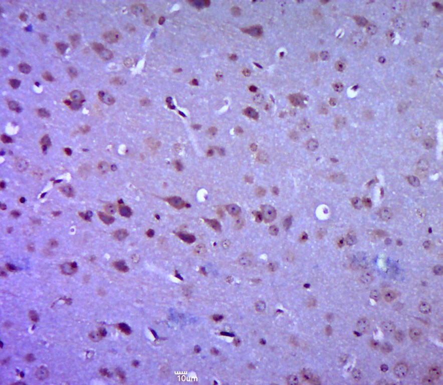 Anti-LGR-5 Polyclonal Antibody