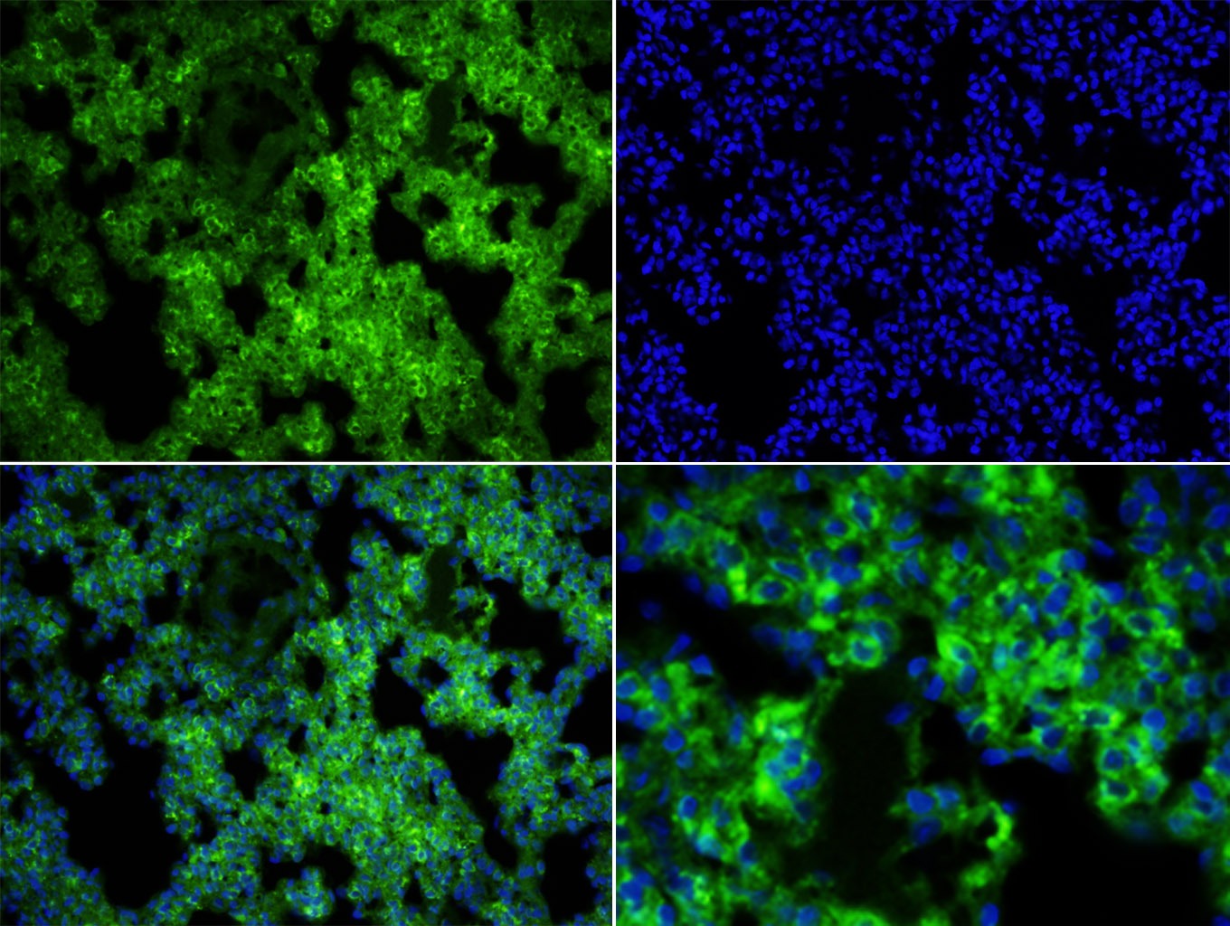 Anti-MARCO Polyclonal Antibody