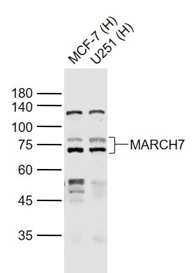 Anti-MARCH7 Polyclonal Antibody