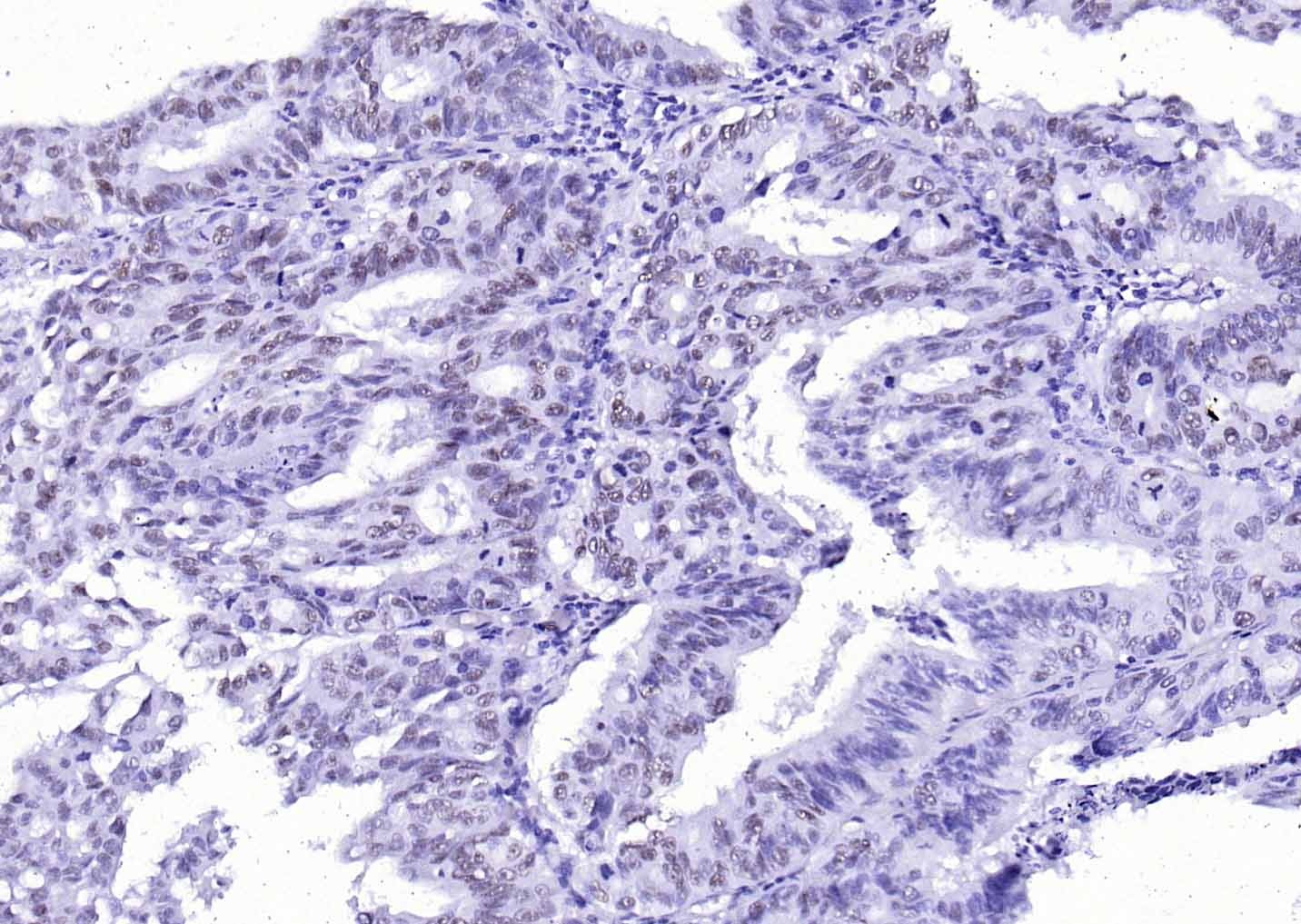 Anti-p53 Antibody (7T648)